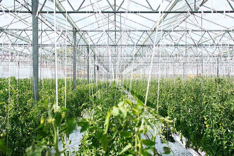 Best Watering System for a Greenhouse