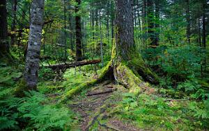 Lesso European E1 Environmental Protection Standard, Natural and Healthier