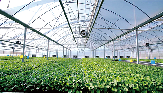 Lesso Lesso and Guangzhou Tianying signed the contract for establishing Lesso Tianying, officially entering agriculture industry on June 21, 2019.